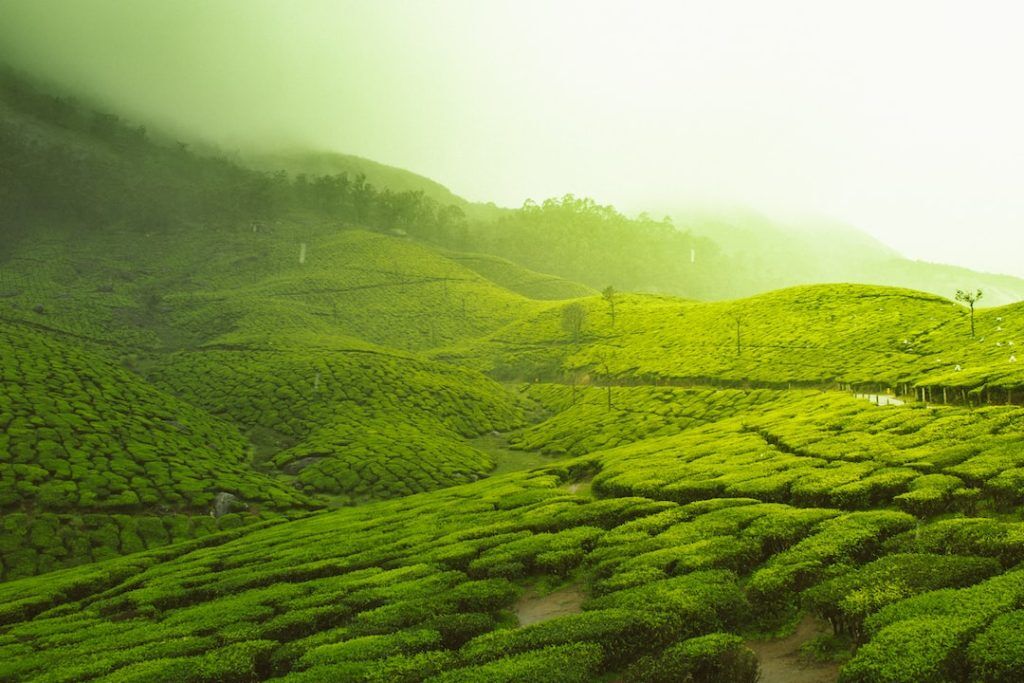 Unveiling the Power of Green Tea Unveiling the Power of Green Tea