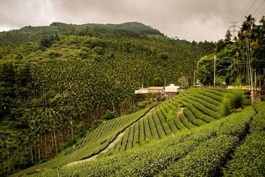 Which Green Tea Is Best For Weight Loss Which Green Tea Is Best For Weight Loss